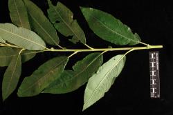Salix ×calodendron. Mature leaves.
 Image: D. Glenny © Landcare Research 2020 CC BY 4.0